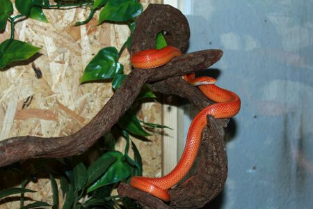 Non toxic scale reptile