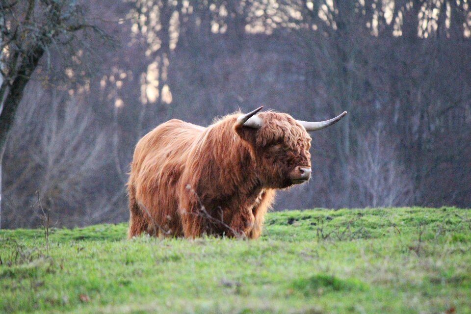 Highland cattle kyloe scottish beef