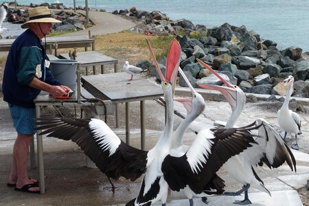 Fishing beaks wildlife photo