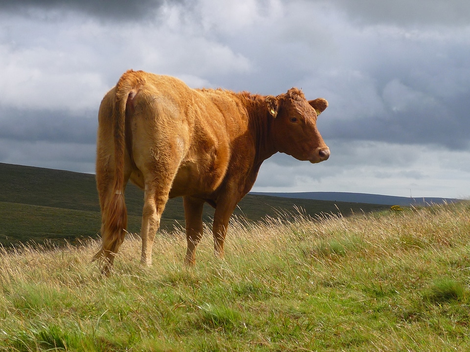 Farm animal agriculture