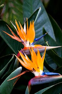 Strelitzia orchids botanical garden africa photo