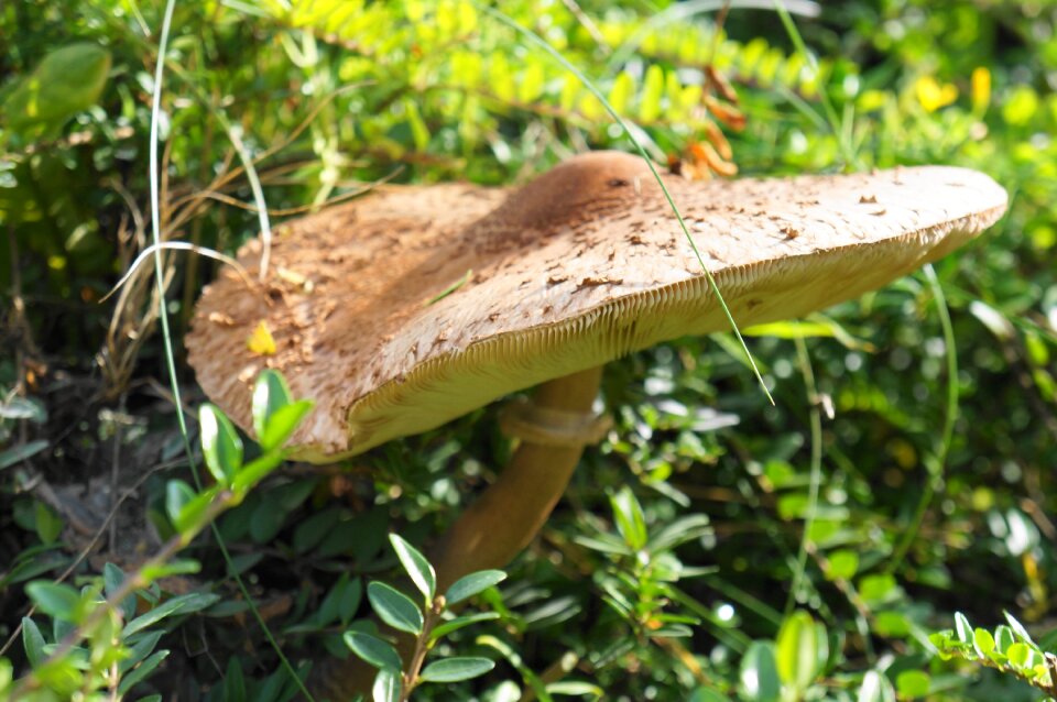 Mushroom picking edible mushroom harvest