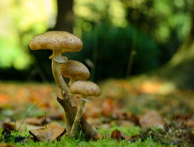 Forest floor forest autumn