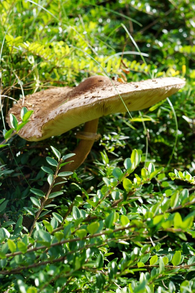 Autumn boletes light brown photo