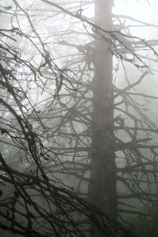 Mist nature landscapes
