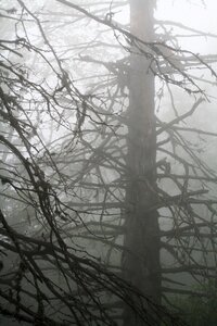 Mist nature landscapes photo