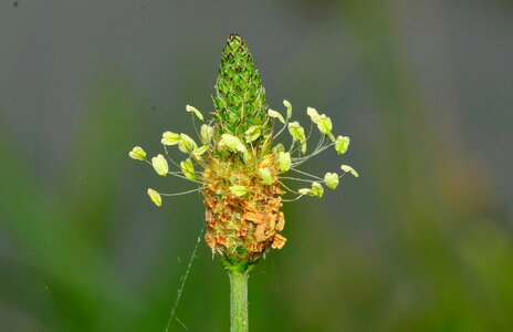 Flower plantago green