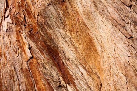 Wood structure brown
