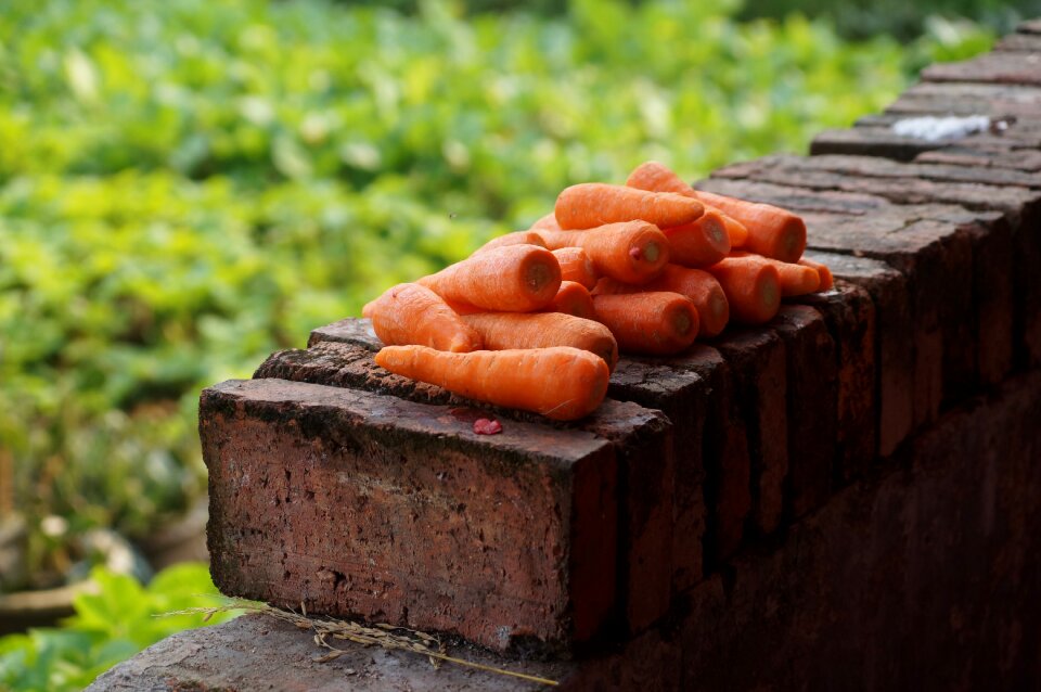 Carrots still life vegetable