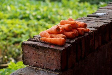 Carrots still life vegetable
