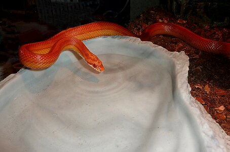 Non toxic scale reptile