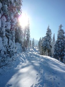 Cold snowy forest photo