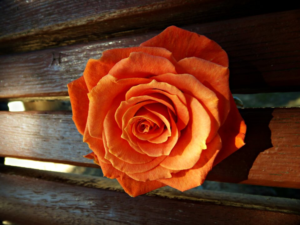 Wood petals perspective