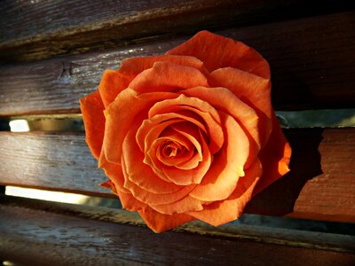 Wood petals perspective
