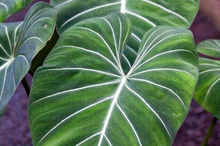 Green colombia plant