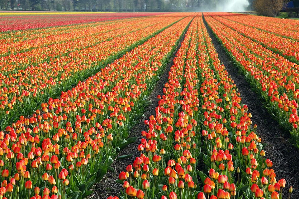 Fields orange red