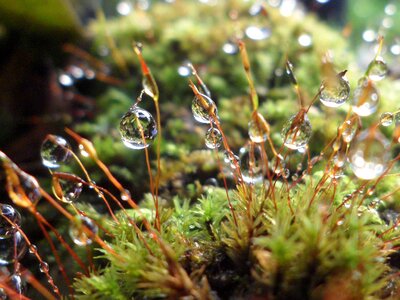 Fresh plant nature