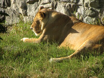 Lion zoo animals photo