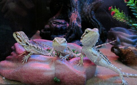 Reptiles domestic creatures