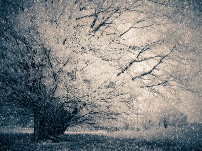 Wintry snow tree
