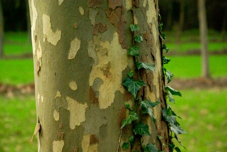 Tree trunk texture ivy