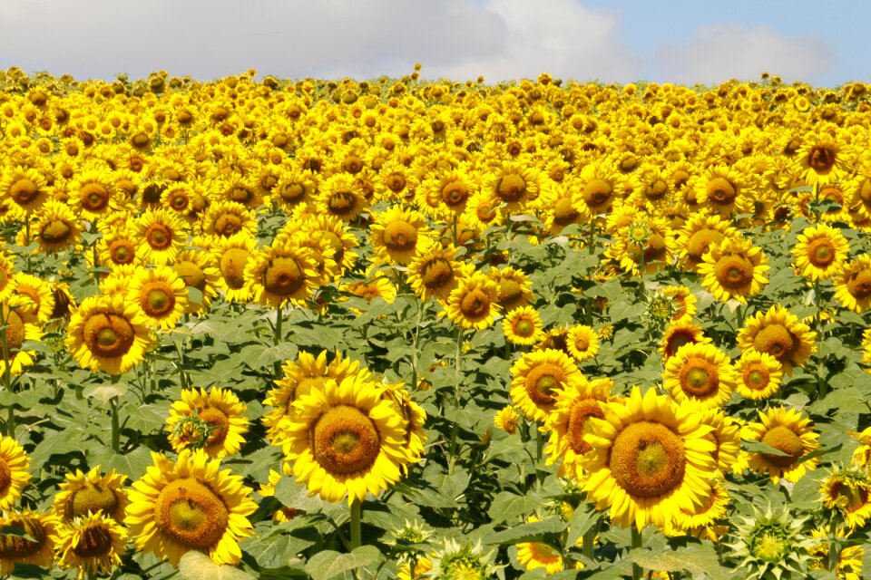 Field yellow summer