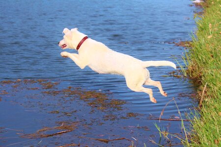 Water joy movement