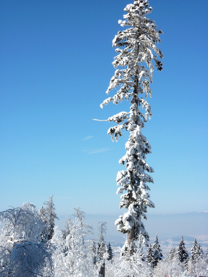 Wintry fir tree cold