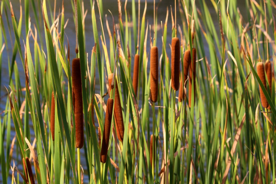 Reed water aquatic plants
