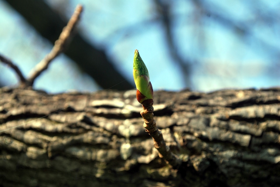 Tree spring rebirth