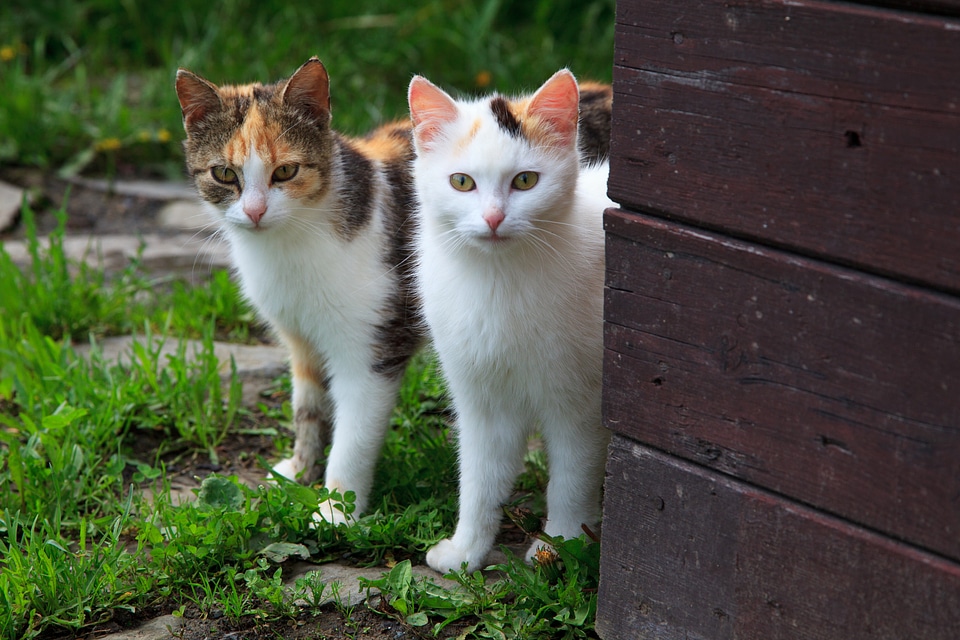 Curious cute domestic