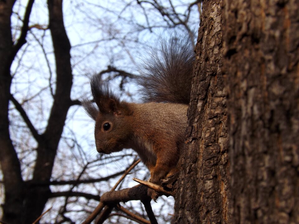 Wildlife nature fur