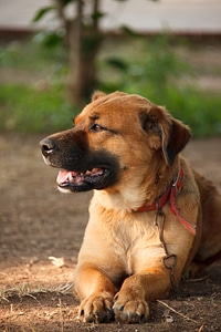 Canine cute dog photo