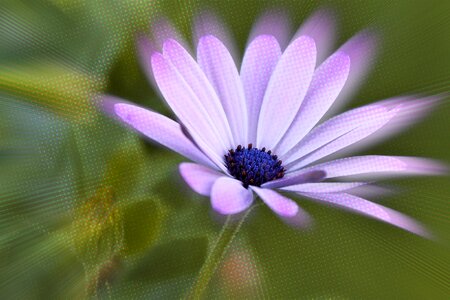 Purple effect photoshop
