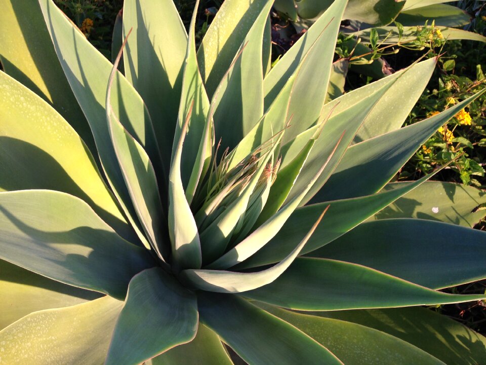 Green cactus natural