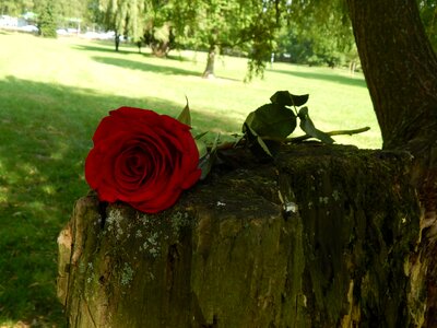 Flower rose stromovka