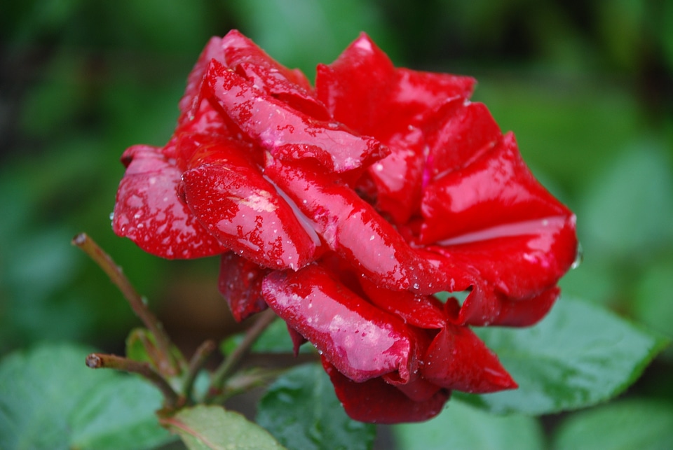 Drops plant nature