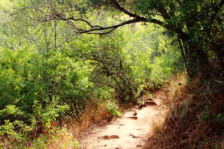 Light and shadow green trees photo