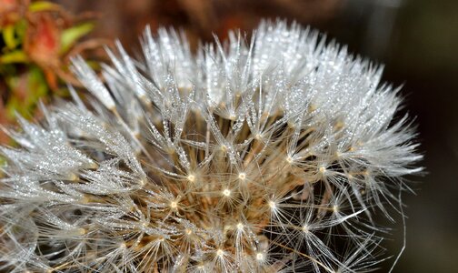 Dandelion flower fruits