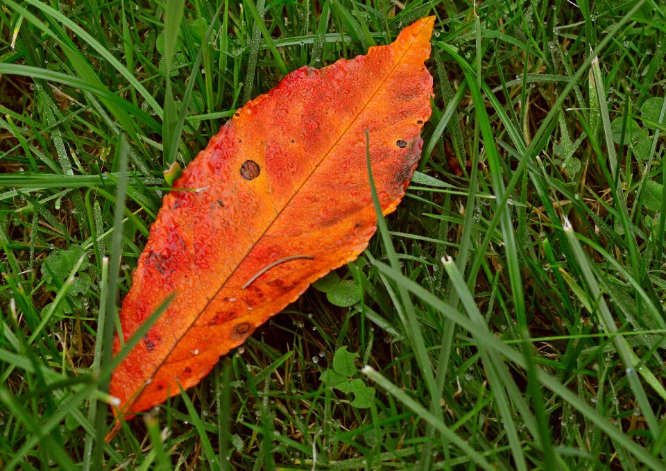Autumn colors sheet