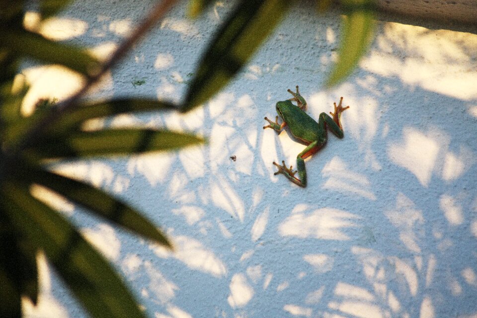 Nature camargue green