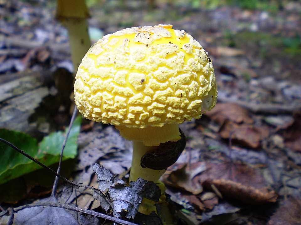 Gilled mushroom agaricaceae plant
