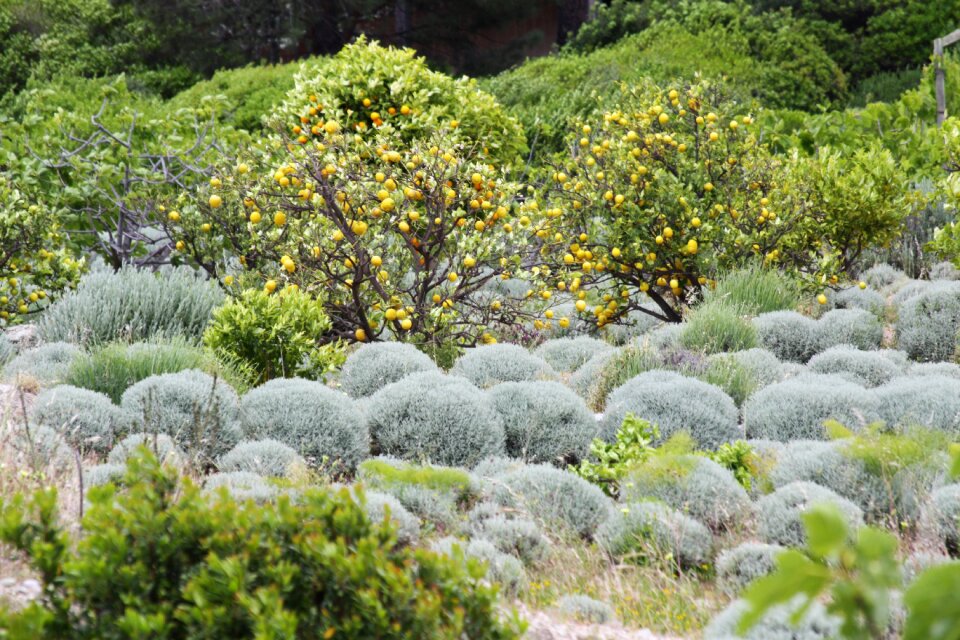 France wild plants maquis