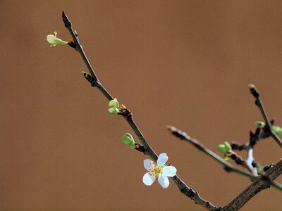 Spring flowers flower