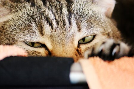 Cat face sleepy cat's eyes