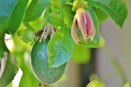 Passion fruit passion flower climber plant