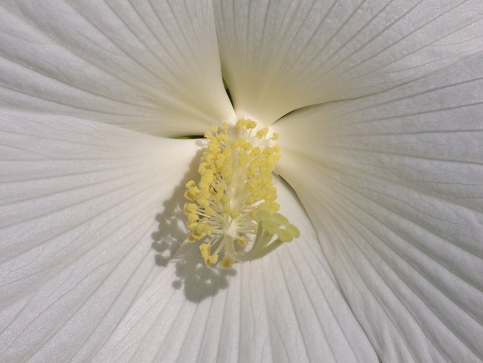 Tropical floral summer