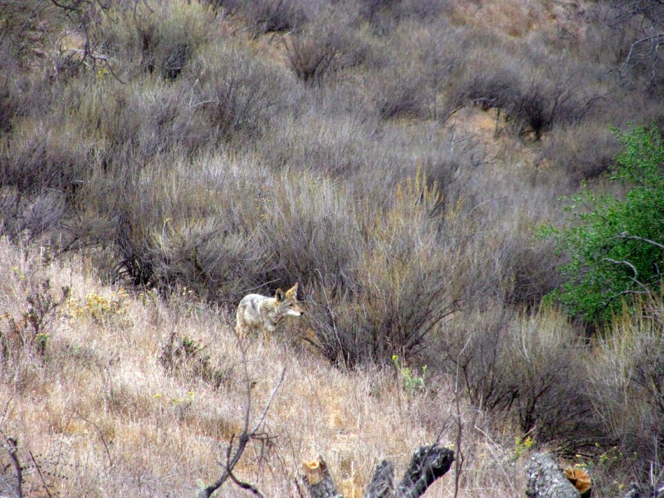 Canine predator camouflage