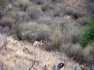 Canine predator camouflage