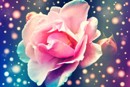 Bloom plant fantasy